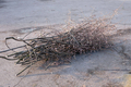 Holzige Gartenabfälle werden ab 14. März wieder im Unterallgäu gesammelt. Foto: Landratsamt Unterallgäu