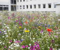 Die Blumenwiese vor dem Unterallgäuer Landratsamt in Mindelheim blüht derzeit in bunten Farben. Foto: Stefanie Vögele/Landratsamt Unterallgäu