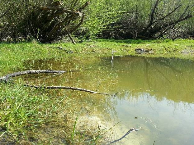 Kleingewässer bieten vielen Tieren einen Lebensraum. Foto: Katherina Grimm/Landratsamt Unterallgäu