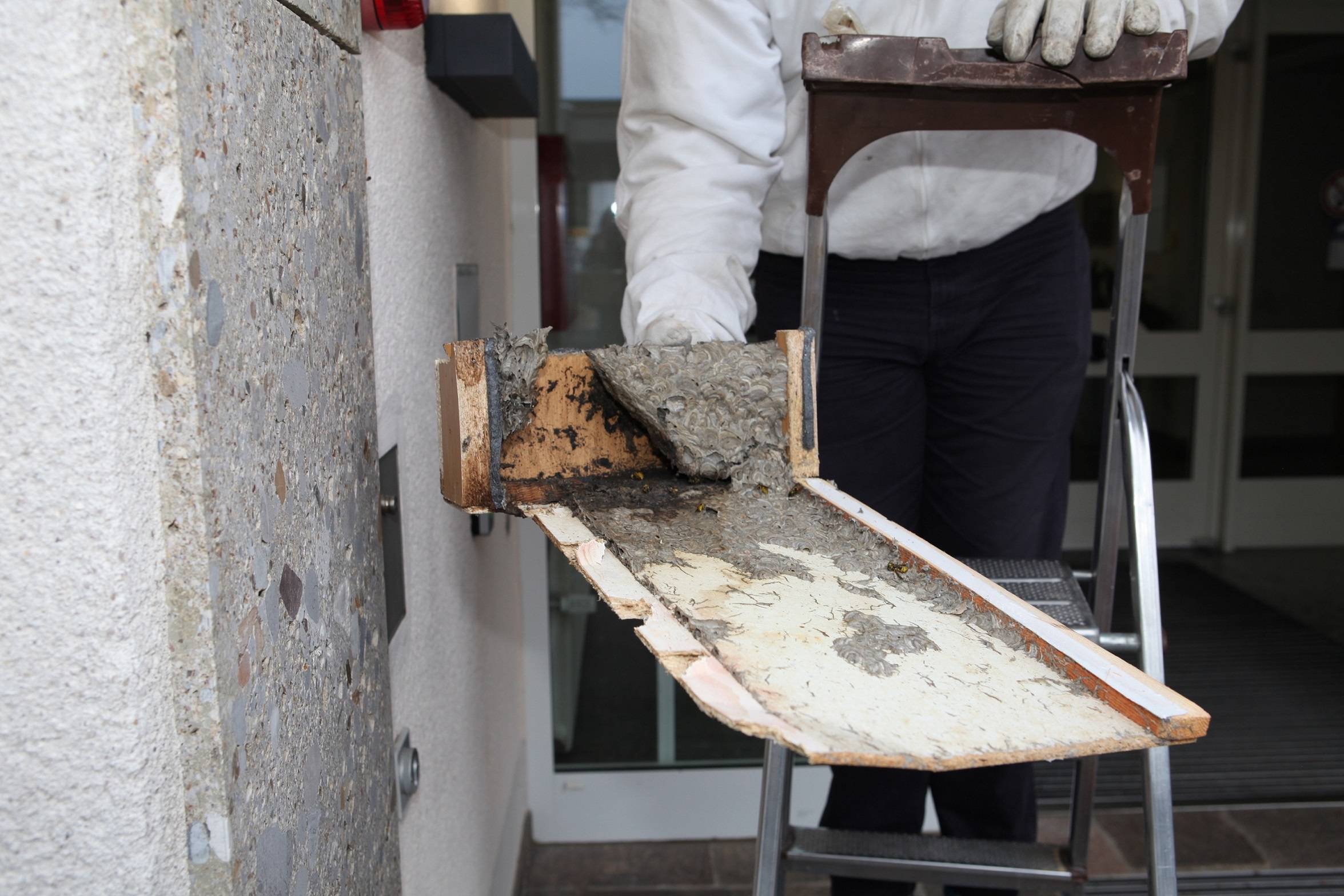 Das ist nur der äußere Teil des Wespennestes, nachdem Wespenberater Jan-Erik Ahlborn die Einflugschneise entfernt hat. Im Inneren der Verschalung vermutet er ein weitaus größeres Nest. Foto: Eva Büchele/Landratsamt Unterallgäu