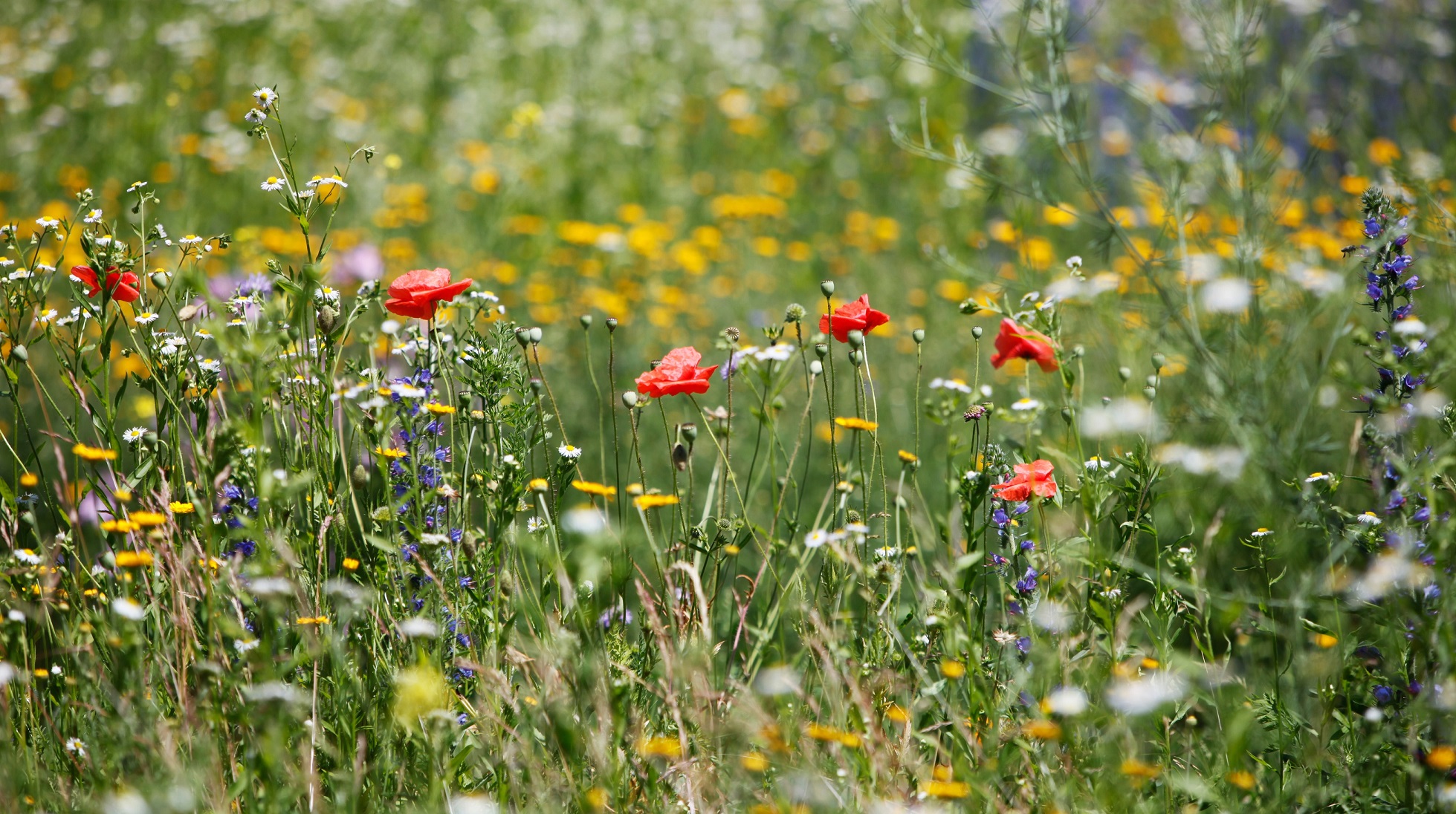 Auf der Blumenwiese vor dem Landratsamt blüht, summt und brummt es im Sommer. 2019 wurde auch ein Konzept auf den Weg gebracht, um Flächen an den Kreisstraßen aufzuwerten. Foto: Stefanie Vögele/Landratsamt Unterallgäu