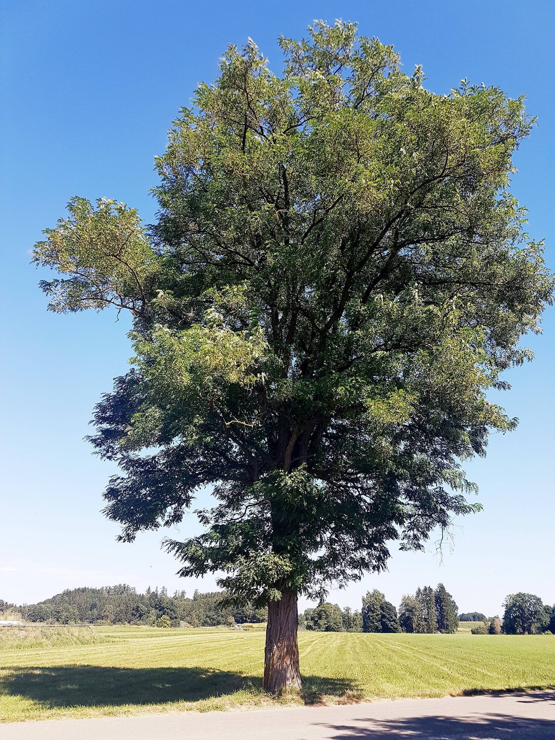 Diese stattliche Robinie steht bei Weilbach, einem Ortsteil von Pfaffenhausen. Foto: Brigitte Fischer/Landratsamt Unterallgäu