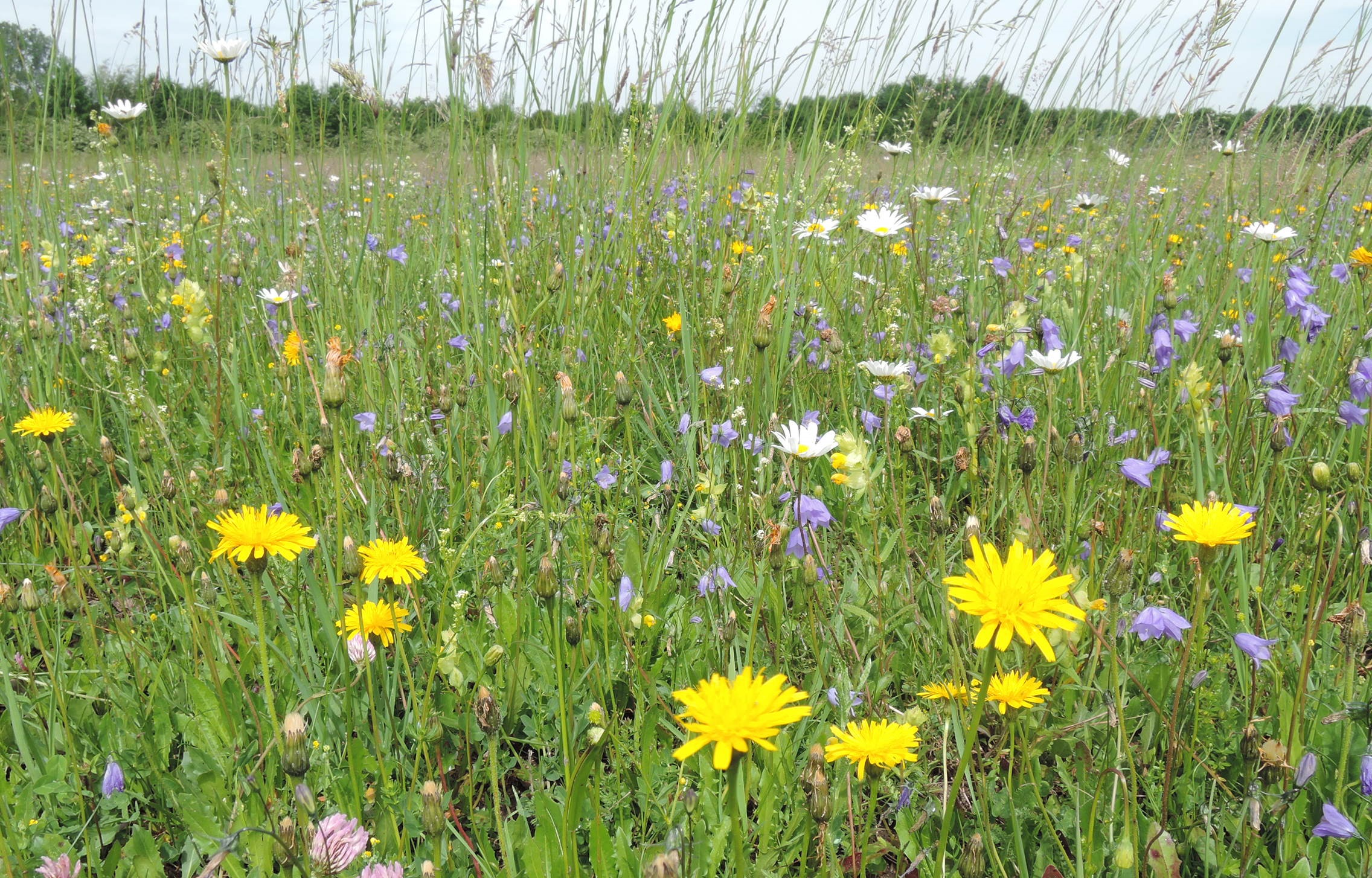 Landwirte, die sich für die Artenvielfalt engagieren und dafür Nutzungseinbußen in Kauf nehmen, können über das Vertragsnaturschutzprogramm einen finanziellen Ausgleich erhalten. Foto: Landratsamt Unterallgäu