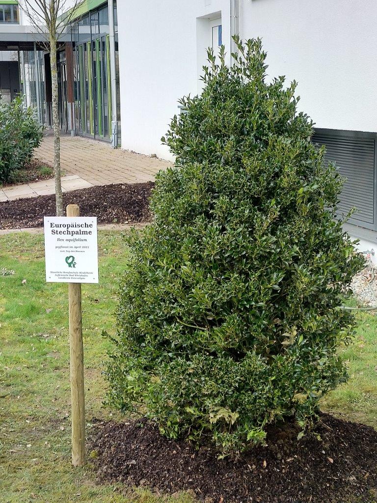 Zum Bild: Neben dem Eingang der Außenstelle der Staatlichen Berufsschule Mindelheim in Bad Wörishofen wurde eine Stechpalme gepflanzt - der Baum des Jahres 2021. Auch heuer können Gemeinden wieder Bäume bei der Fachstelle für Klimaschutz am Landratsamt Unterallgäu bestellen. Foto: Markus Orf/Landratsamt Unterallgäu