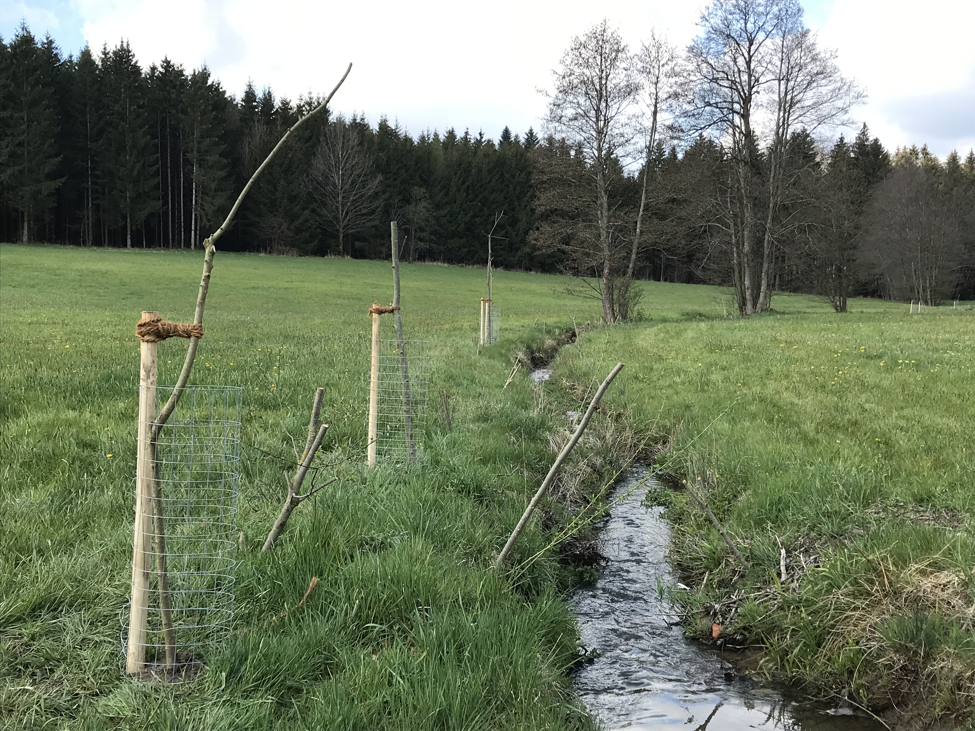 Mit gutem Beispiel voran: Am Unterallgäuer Weihergraben hat sich ein Landwirt zu einer freiwilligen Pflanzung von Ufergehölzen entschieden. Gehölze sind nur eine von vielen Möglichkeiten, um an Gewässern etwas für die Artenvielfalt zu tun und den Lebensraum von Äschen, Forellen und Bachmuscheln zu sichern. Das zweite Bild zeigt den Graben vor der Uferbepflanzung. 	
Fotos: Fabienne Finkenzeller/Landratsamt Unterallgäu 