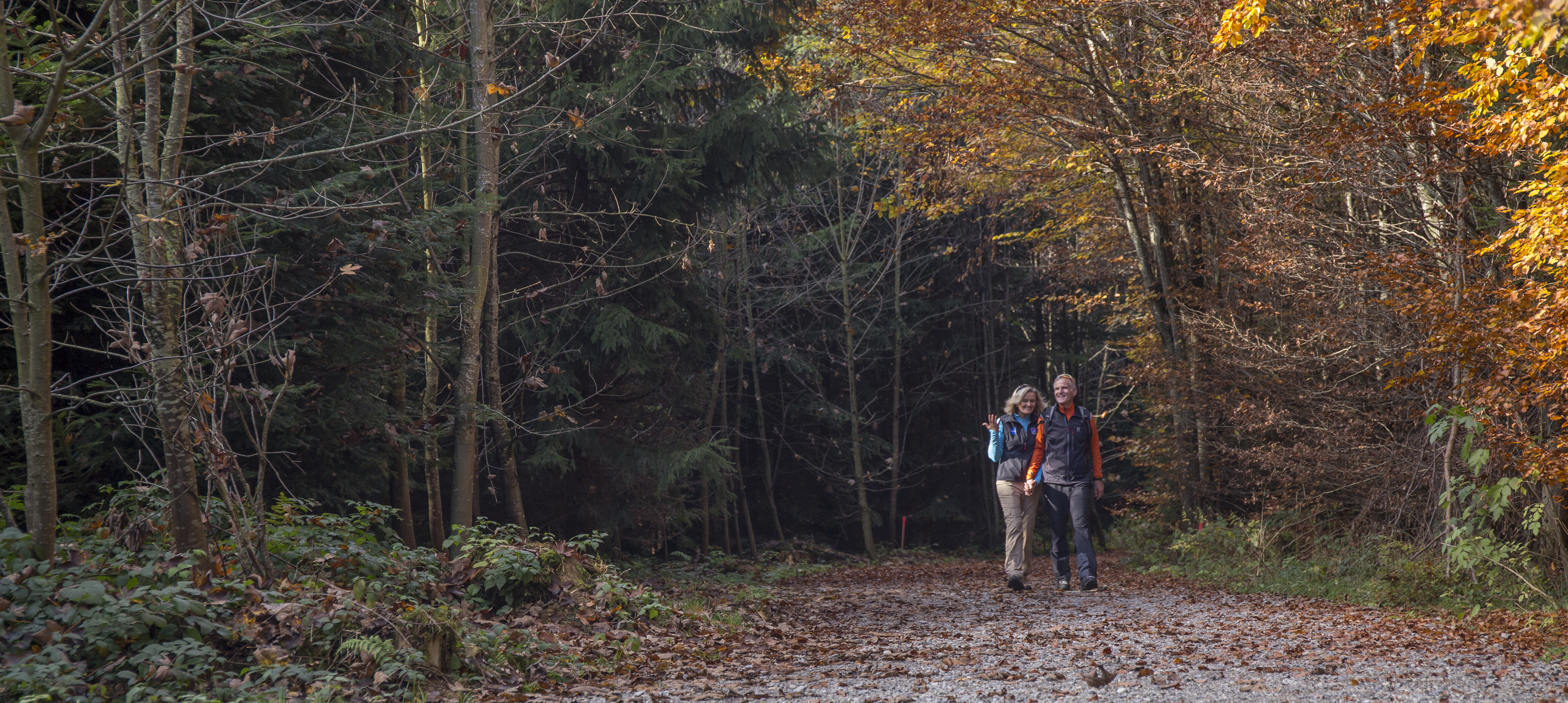 Die Farbenpracht im Herbst genießen kann man bei geführten Wanderungen beim Unterallgäuer Wanderherbst. Foto: Myriam Schell, Bad Grönenbach
