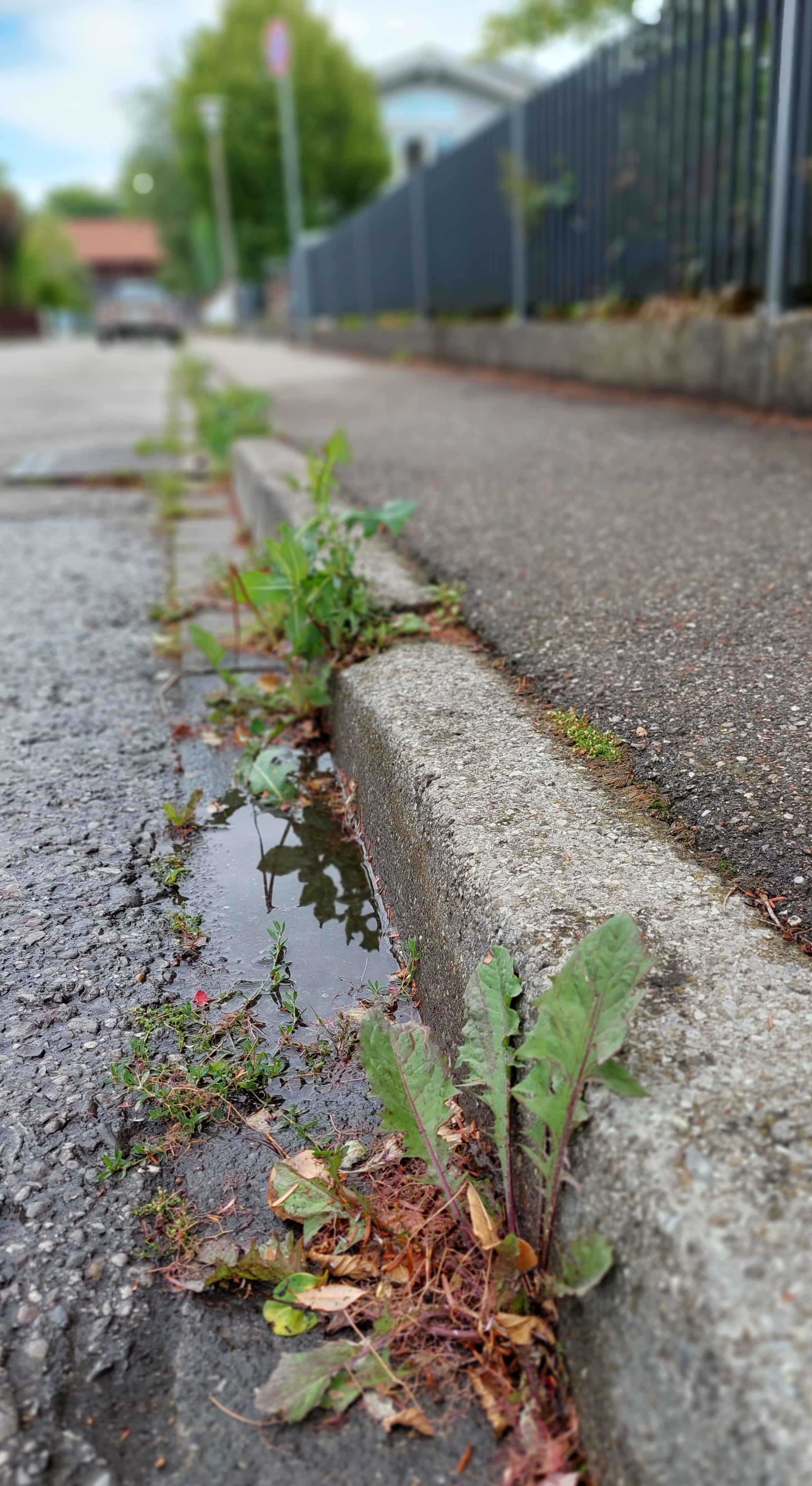Unkraut auf Bürgersteigen und Verkehrsflächen darf nicht mit Pflanzenschutzmitteln entfernt werden.
Foto: Sylvia Rustler/Landratsamt Unterallgäu 
