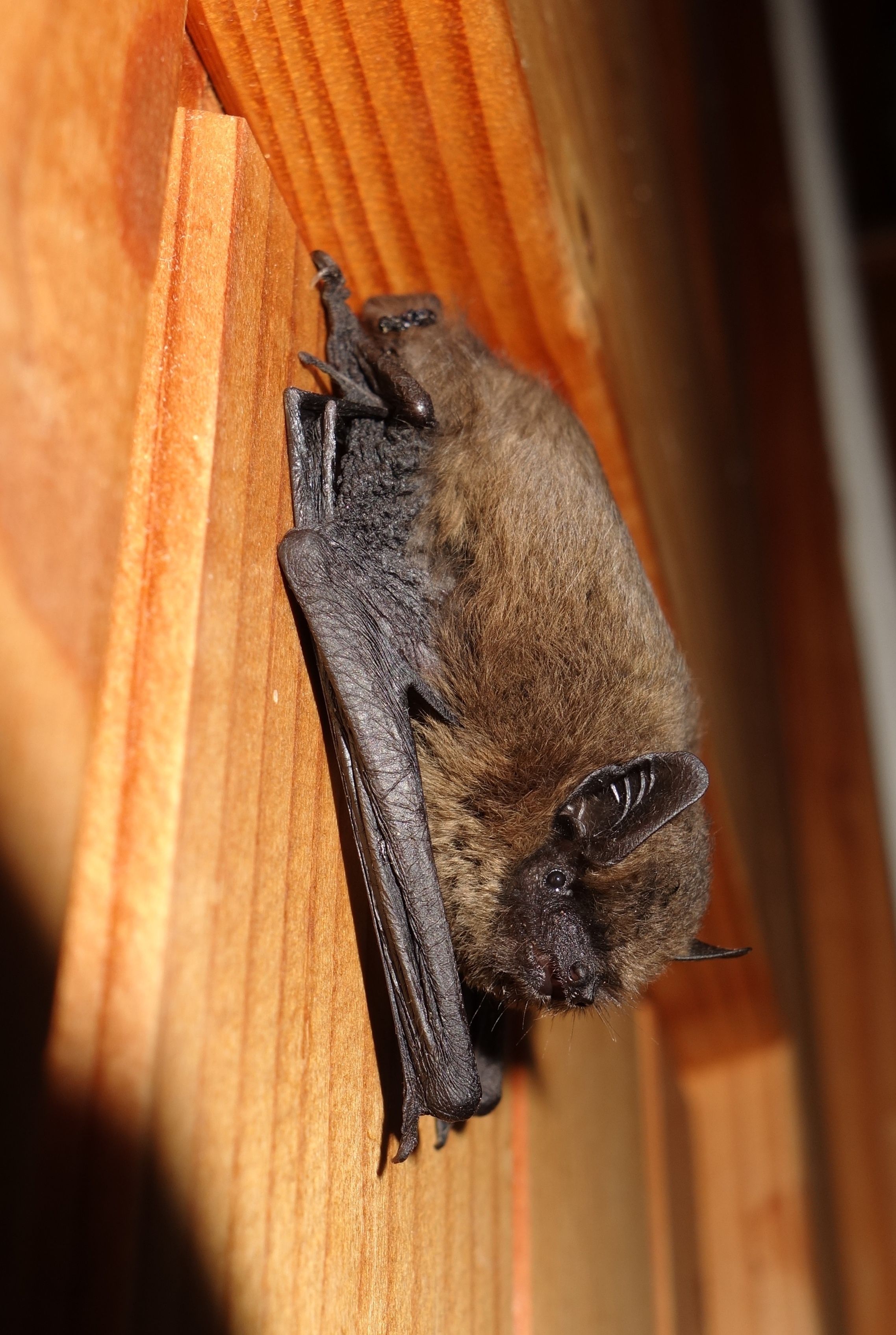 Eine Zwergfledermaus hängt an einer Holzwand. 