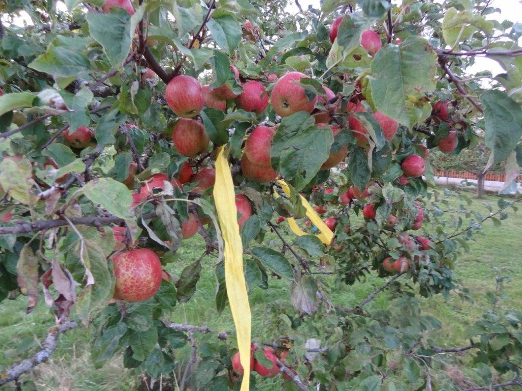 Ab sofort werden im Unterallgäu wieder Obstbäume mit gelben Bändern markiert. Das bedeutet: Hier darf jeder ernten. 	  
Foto: Markus Orf/Landratsamt Unterallgäu 
