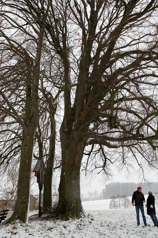 Bei frostigen Temperaturen kennzeichneten Kreisfachberater Markus Orf und Bürgermeister Robert Sturm die Lindengruppe als neues Naturdenkmal. Foto: Eva Büchele/Landratsamt Unterallgäu 