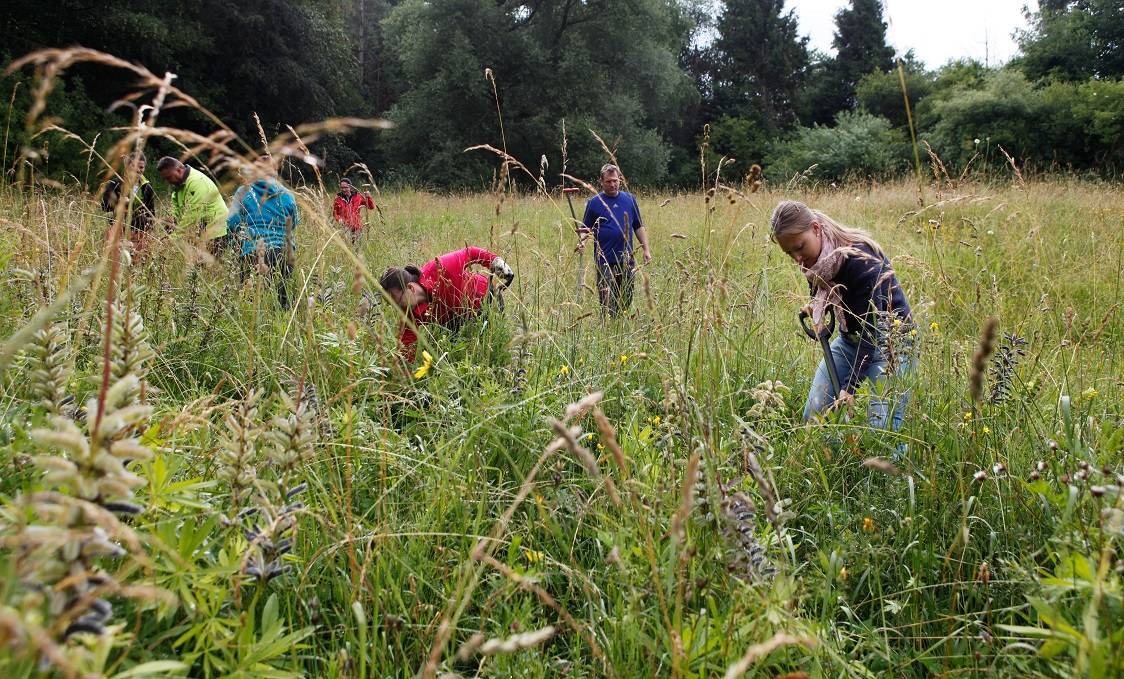 Gemeinsamer Arbeitseinsatz im Landkreisbiotop in Goßmannshofen: Die Leiterin der Unteren Naturschutzbehörde am Landratsamt, Stephanie Schindler (rechts), packte zusammen mit ihren Mitarbeitern und Jens Franke vom Landschaftspflegeverband Unterallgäu (Zweiter von rechts) an, um unter anderem die nicht-heimischen Lupinen (links im Vordergrund) zu entfernen. Foto: Stefanie Vögele/Landratsamt Unterallgäu