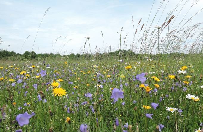 Das Vertragsnaturschutzprogramm fördert eine Bewirtschaftung von Flächen nach Vorgaben des Naturschutzes. Hier eine blühende Wiese bei Amberg, aufgenommen im Frühjahr 2018. Foto: Katherina Grimm/Landratsamt Unterallgäu