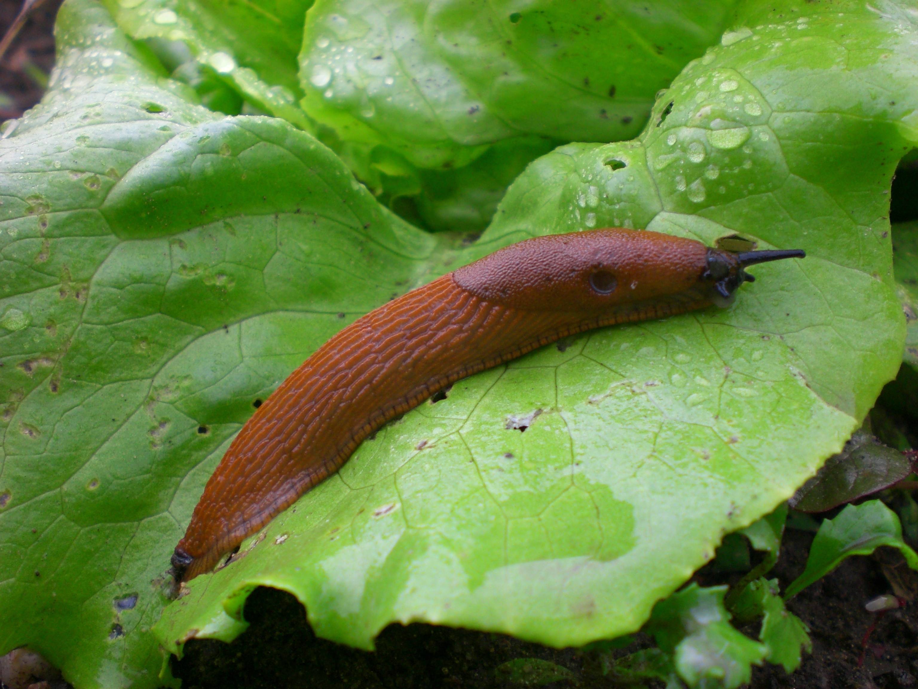 Wundermittel gegen Schnecken im Garten gibt es leider nicht. Foto: Fotolia