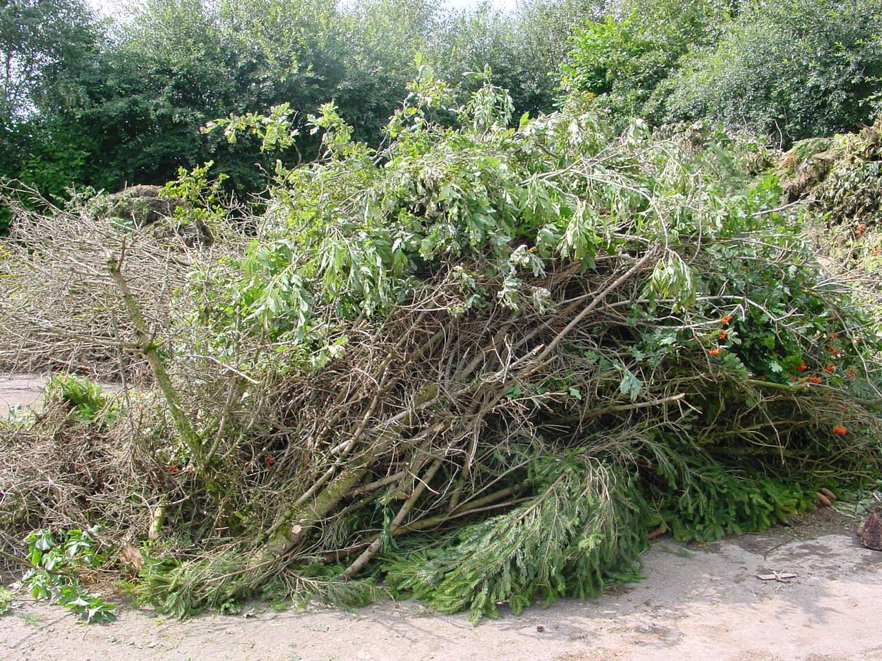 Gartenabfälle kann man zum Beispiel über die regelmäßigen Sammlungen entsorgen. Foto: Landratsamt