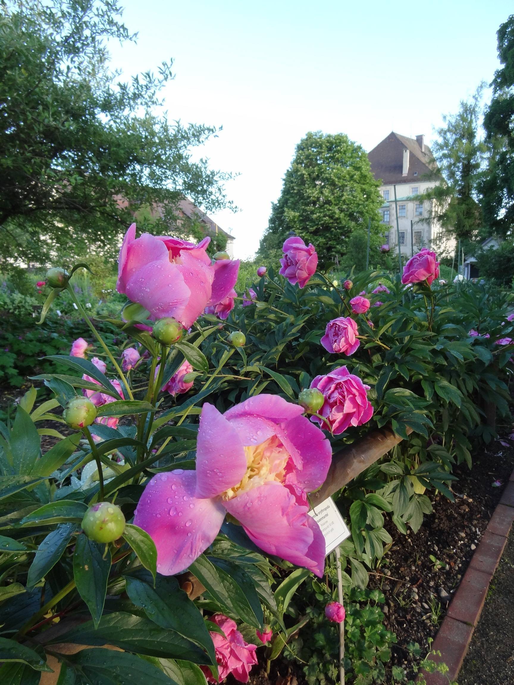 Pfingstrosen und andere Rosenarten sind derzeit im Unterallgäuer Kreislehrgarten beim Hohen Schloss in Bad Grönenbach zu bewundern. Markus Orf, Kreisfachberater für Gartenkultur und Landespflege, bietet am Sonntag, 24. Juni, Führungen durch den Kreisl