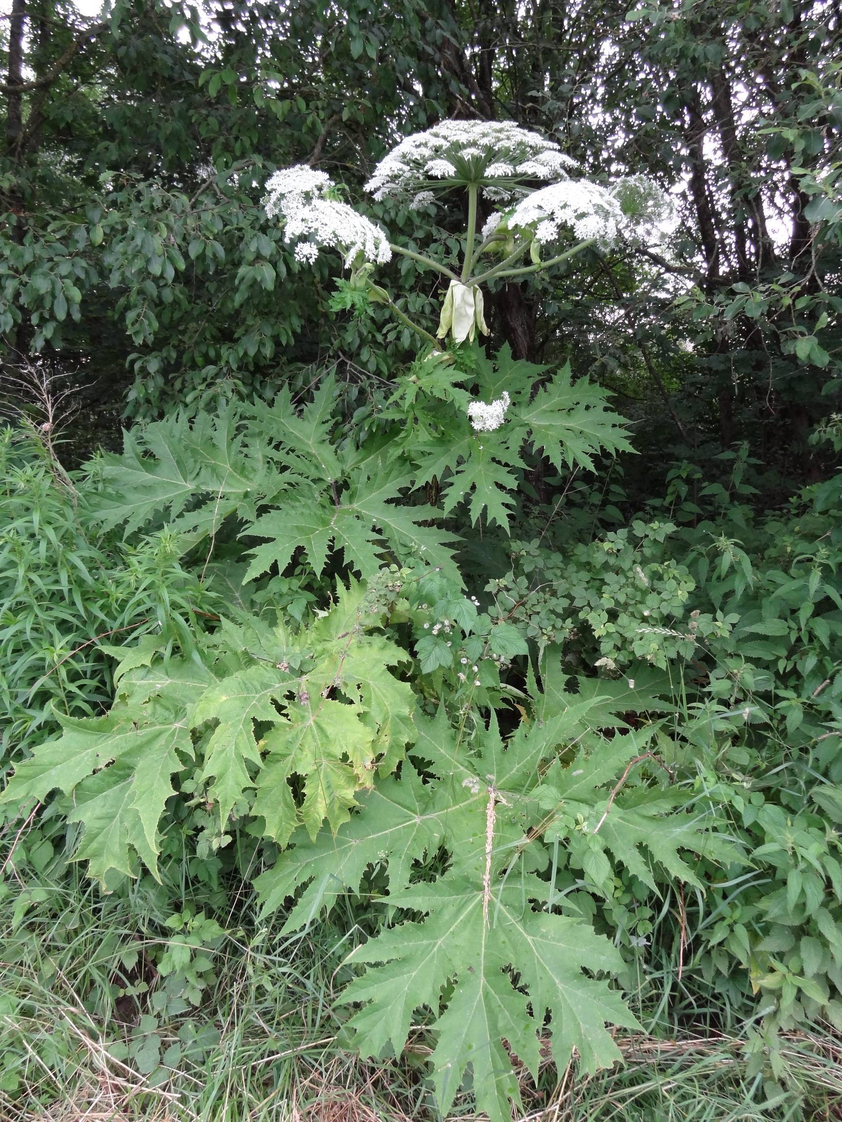 Charakteristisch für den Riesenbärenklau sind seine Größe und seine großen weißen Blüten-Dolden. Foto: Markus Orf/Landratsamt Unterallgäu