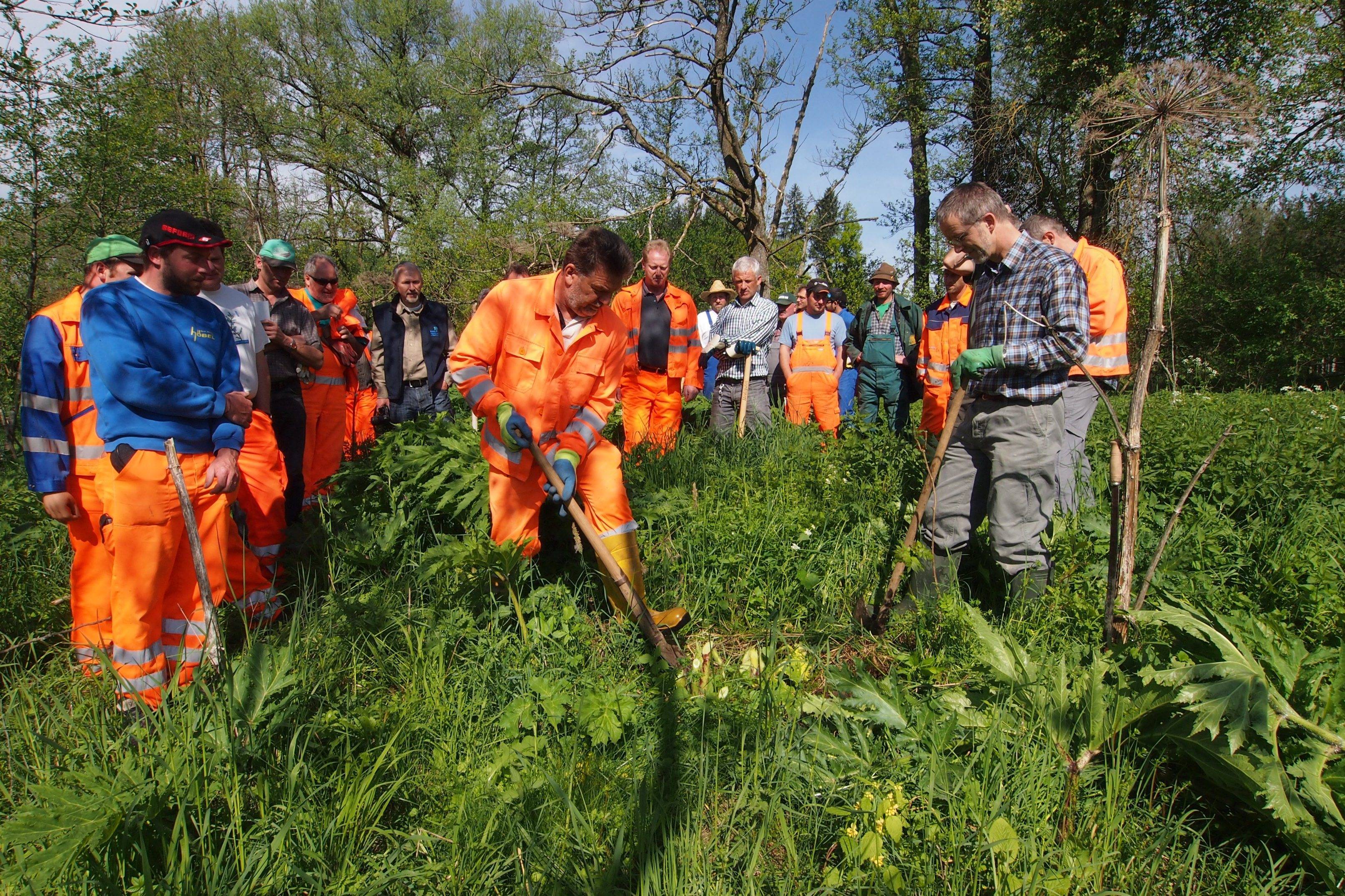 Bei einem Aktionstag an der Günz zwischen Hawangen und Westerheim erfuhren die Teilnehmer, wie man den Riesenbärenklau richtig bekämpft. Foto: Armin Rieg/Wasserwirtschaftsamt Kempten