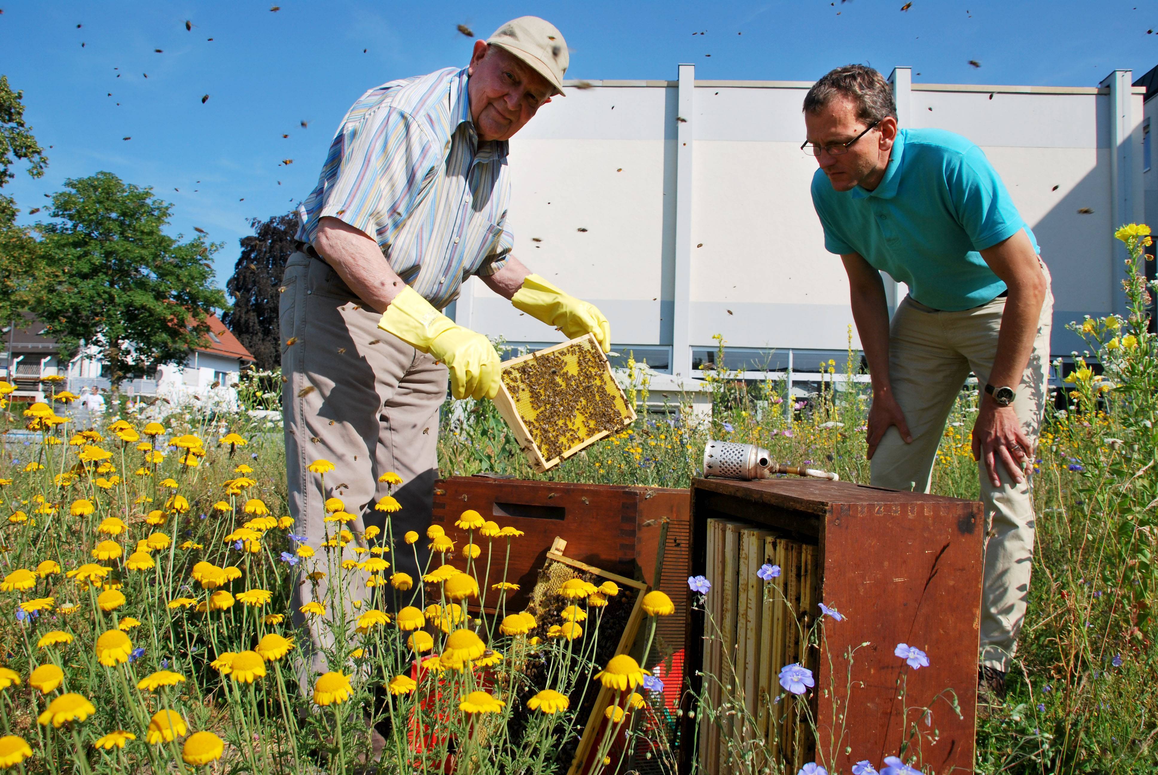 Donat Waltenberger (links), Kreisvorsitzender der Unterallgäuer Imker, kontrolliert den Bienenstock in der Blumenwiese vor dem Landratsamt. Markus Orf, Kreisfachberater für Gartenbau und Landespflege, schaut ihm dabei über die Schulter.