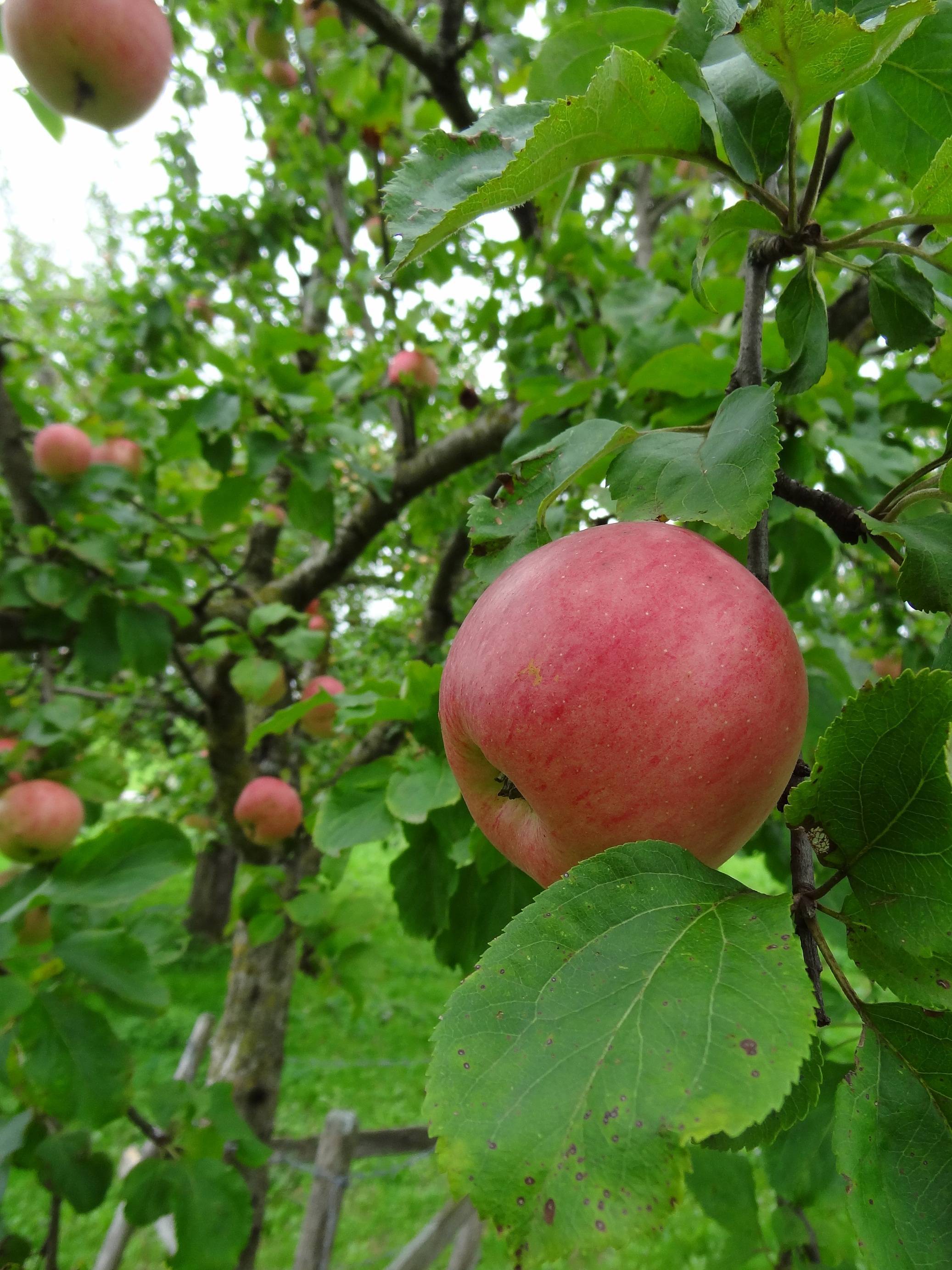 Bei einer Apfelverkostung im Landratsamt in Mindelheim können heimische Herbstäpfel probiert werden. 	Foto: Markus Orf