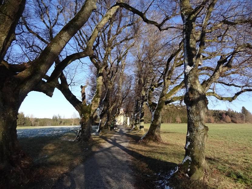 Unter Schutz steht bei Nassenbeuren gleich eine ganze Lindenallee. Foto: Markus Orf/Landratsamt Unterallgäu