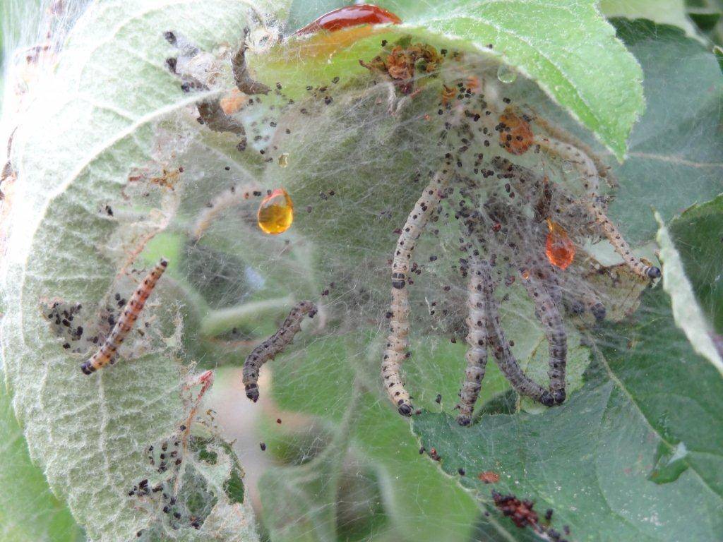 Die Gespinstmotten weben ein dichtes Gespinst. Die Raupen fressen die Blätter bis aufs Skelett ab. Foto: Landratsamt/Markus Orf