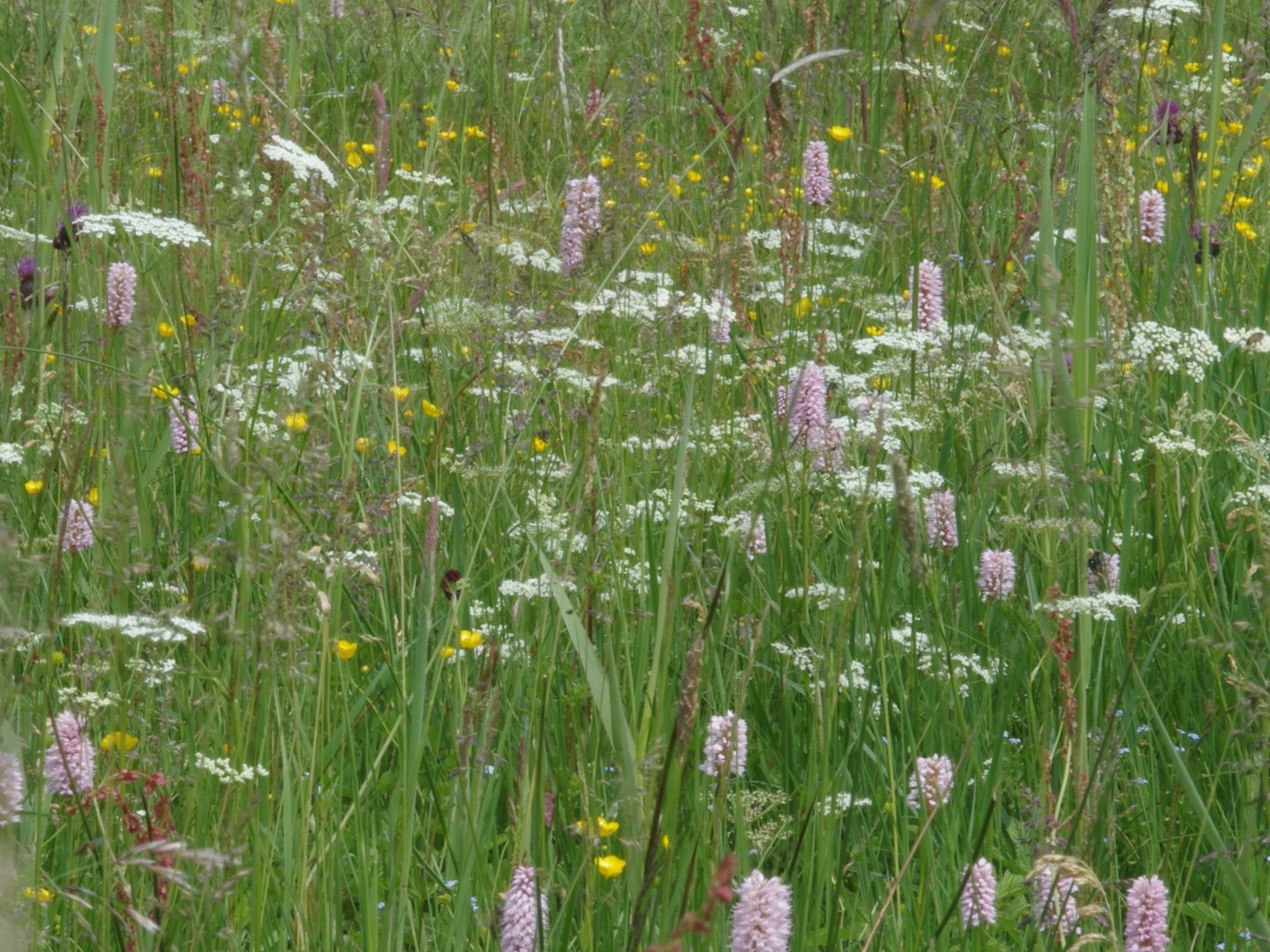 Um die Artenvielfalt zu erhalten, schafft und schützt der Landkreis Unterallgäu Rückzugsräume für seltene Pflanzen und Tiere. Unter anderem gehört dem Kreis ein Großteil des Hundsmoors bei Westerheim. 	Foto: Landratsamt Unterallgäu