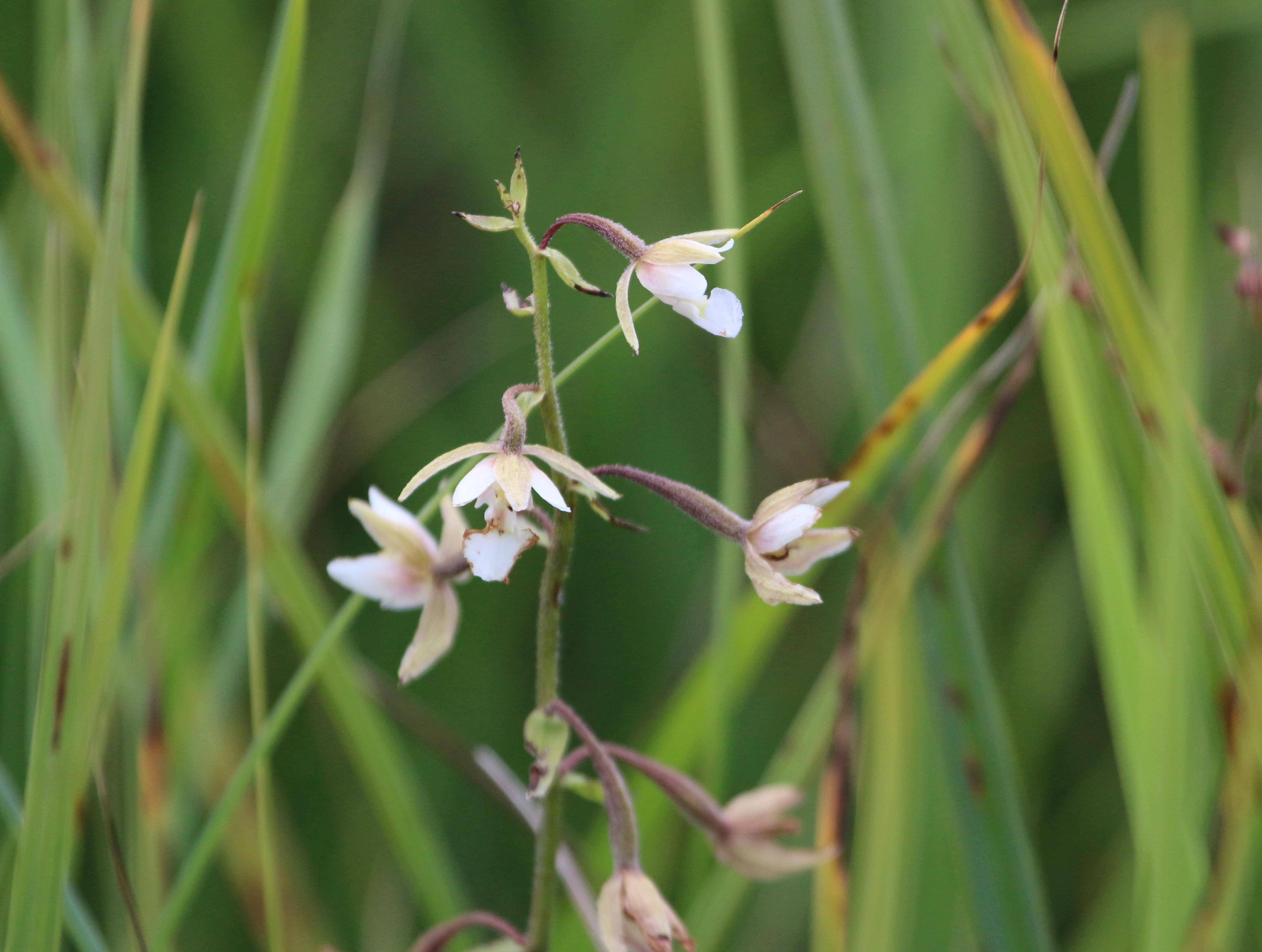 Im Hundsmoor wachsen verschiedene gefährdete Orchideenarten. Eine davon ist die Sumpf-Stendelwurz. Foto: Hermann Kunze