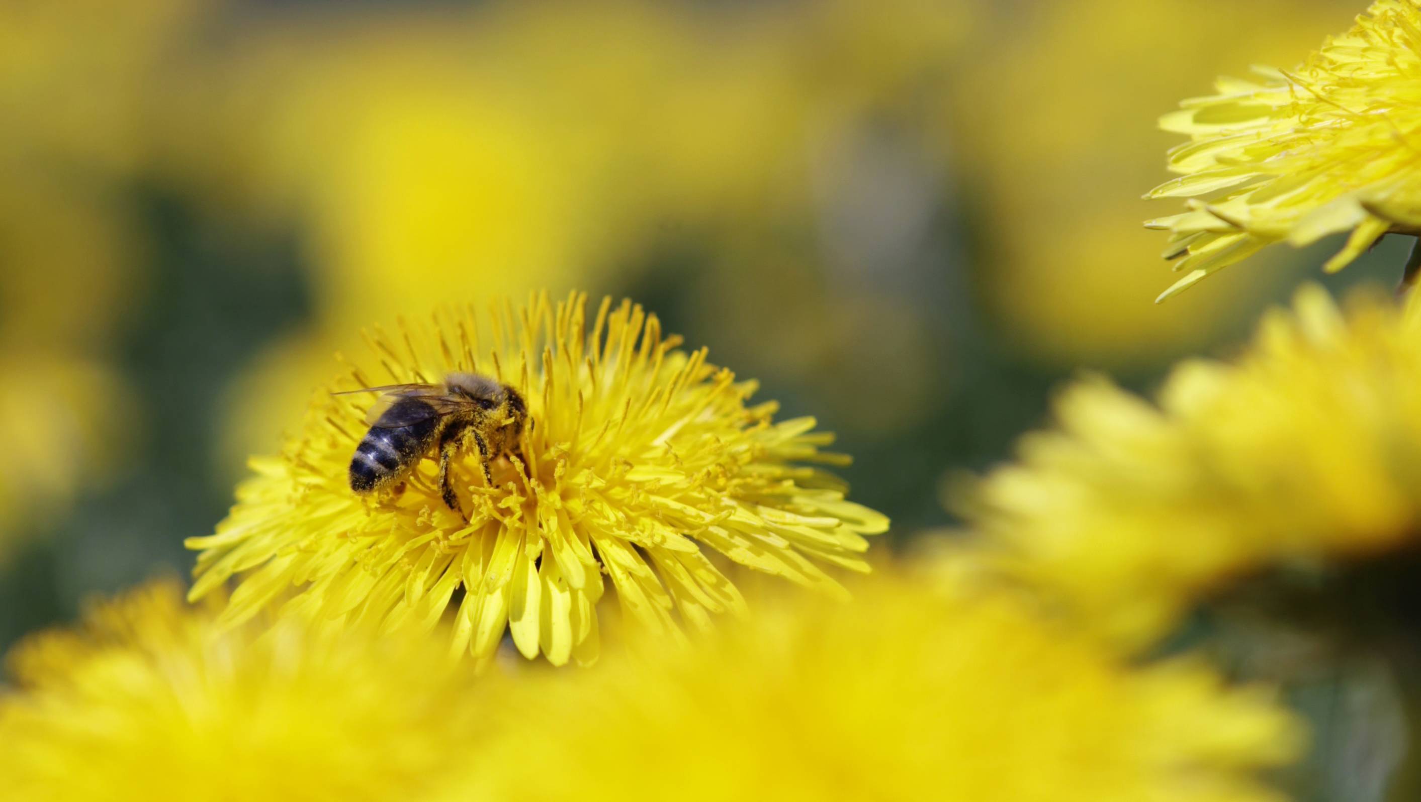 Bienen stehen im Mittelpunkt der Veranstaltungen im Rahmen der BayernTour Natur im Juni. Foto: Stefanie Dodel/Landratsamt Unterallgäu